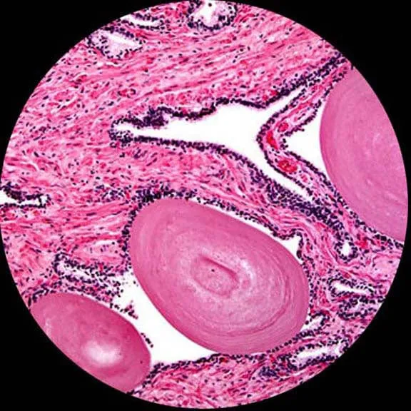 AmScope M620 Series Monocular LED Compound Microscope 40X-2500X Magnification